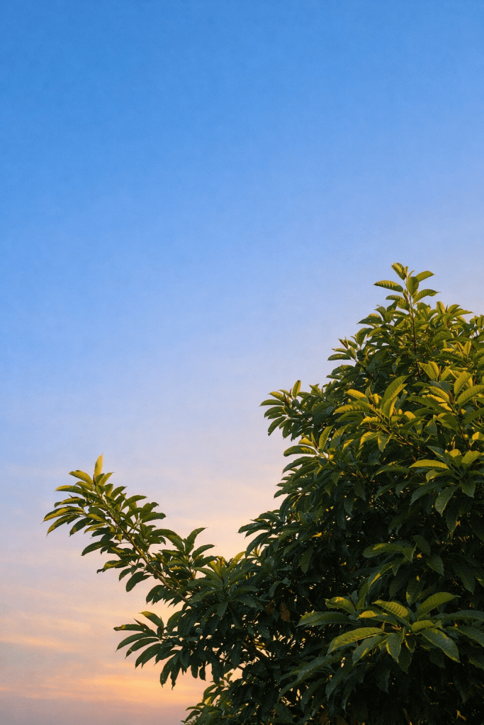 Trees against a calm blue evening sky, reflecting time and quiet continuity